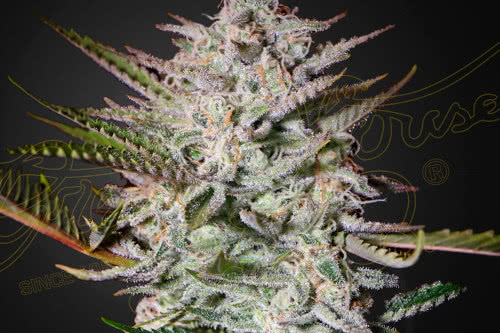 holy punch by greenhouse seed co