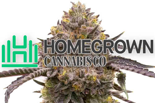 homegrown cannabis company logo and weed plant