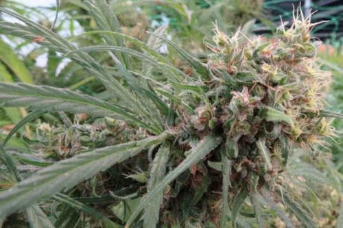 honduras strain plant by ace seeds