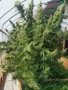 honduras landrace mold resistant cannabis strain