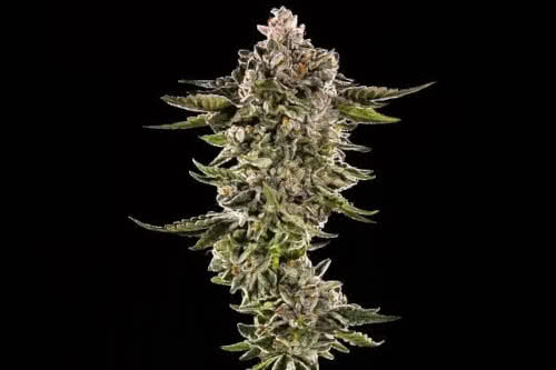 honey bird strain plant by trilogene seeds