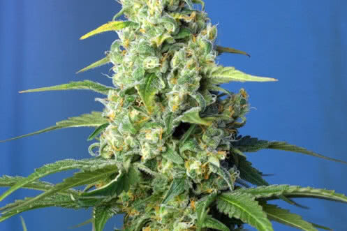 honey peach cbd auto strain plant by sweet seeds