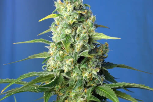 honey peach cbd auto low thc strain