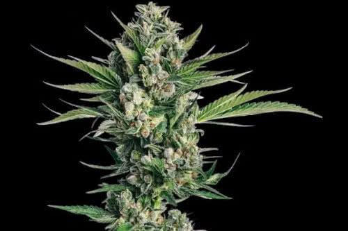 honeycomb chem strain plant by trilogene seeds