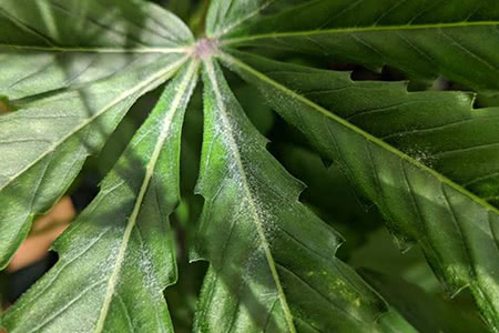 early stages of powdery mildew infection on cannabis leaf