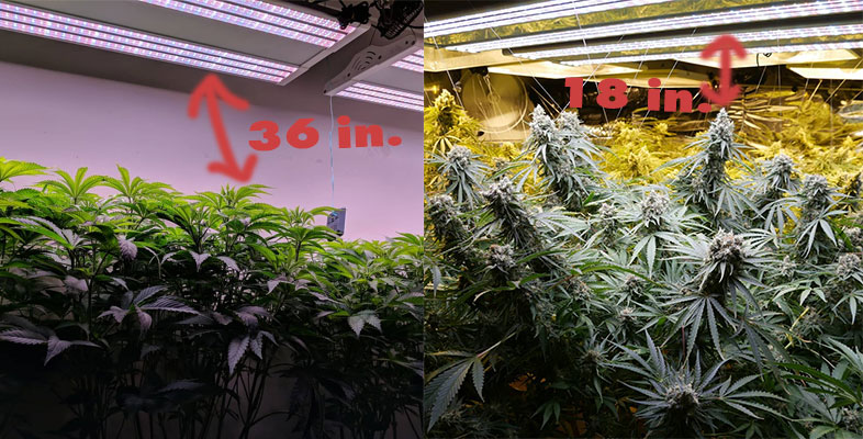 Distance of light to plant canopy: 18-36 inches