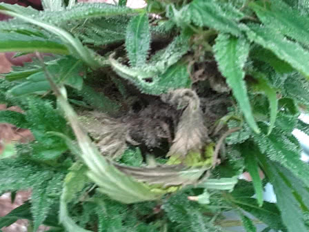 gray mold speading throughout marijuana plant, rotting buds and leaves