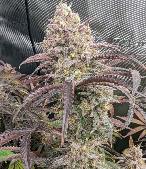 blueberry muffin strain, humboldt seed company, grown by reddit user