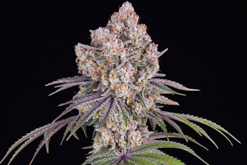 ice cream cake strain by barneys farm