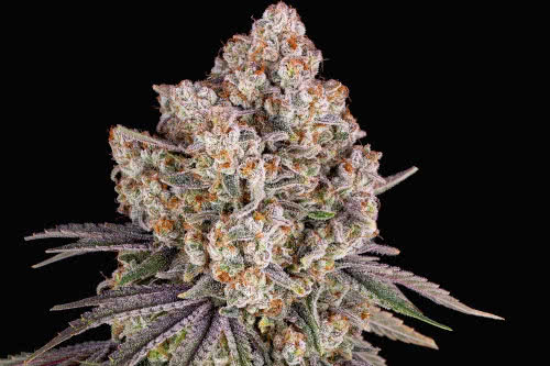 ice cream cake strain by barneys farm