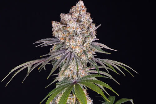 ice cream cake strain indoor cannabis plant