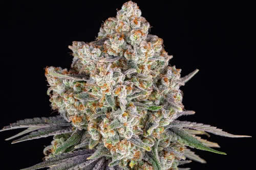 ice cream cake medical strain by barneys farm