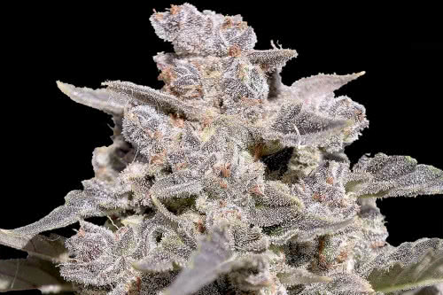 iced latte auto high thc plant by speedrun seeds