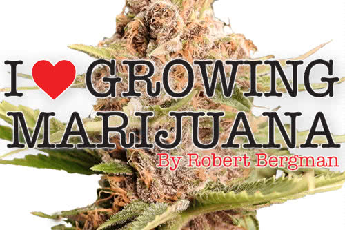 ilgm logo and cannabis plant