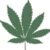 indica icon