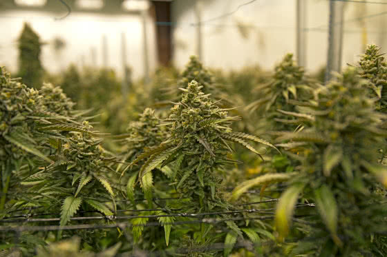 indoor cannabis plants mature buds