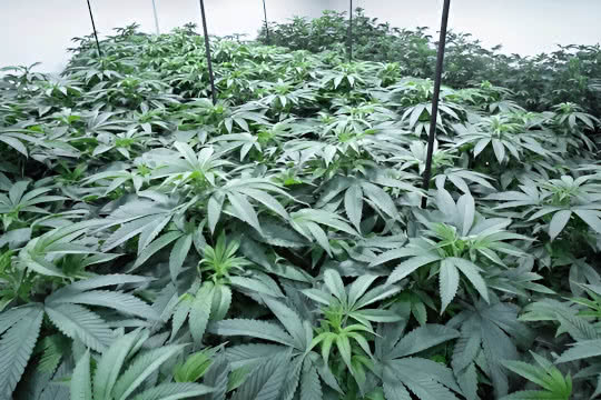indoor grow room cannabis canopy