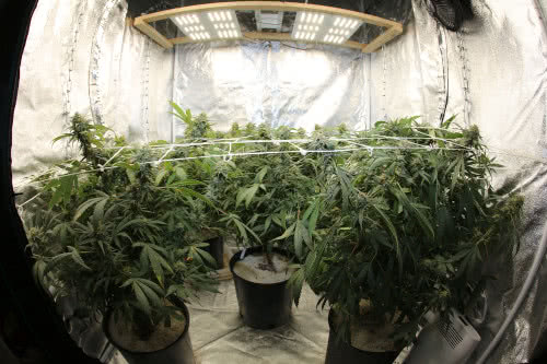 indoor grow tent, cannabis plants under led lights
