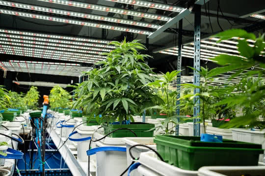 indoor hydroponic marijuana commercial grow