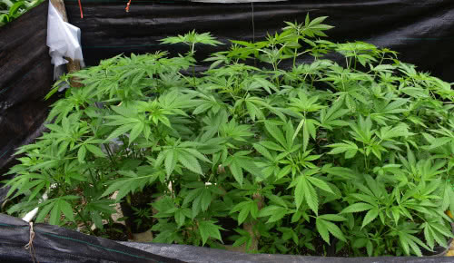 indoor-outdoor weed grow big island, hamakua, hawaii