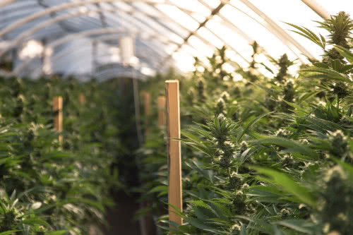 inside marijuana greenhouse, rows of cannabis plants