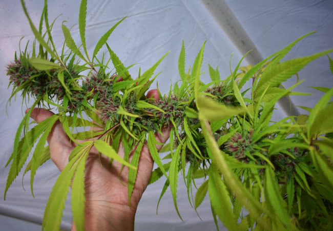 inspecting marijuana buds red hairs