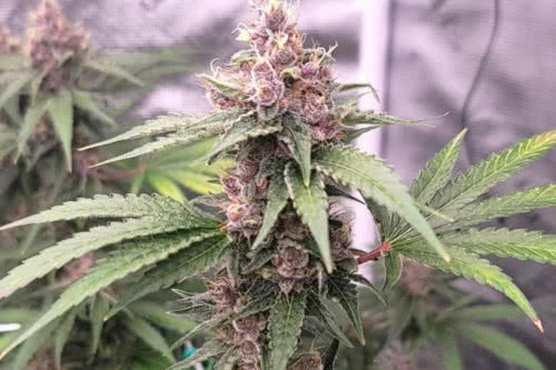 island punch auto strain by the cali connection