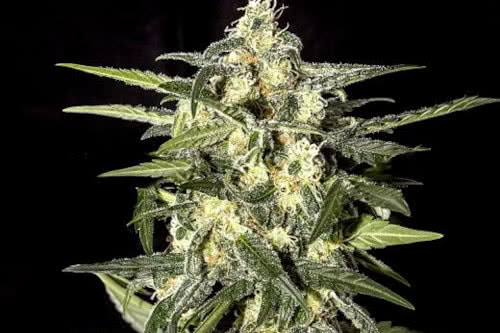 jack herer auto by greenhouse seed co