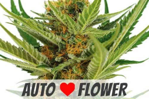 jack herer auto strain by ilgm