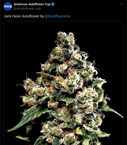 jack herer autoflower, seed supreme, tweet by american autoflower cup