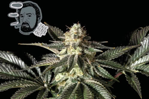 jack herer fast strain plant by seedsman
