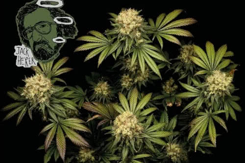 jack herer feminized seeds cannabis plant