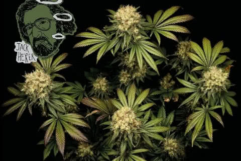 jack herer sativa strain plant by seedsman