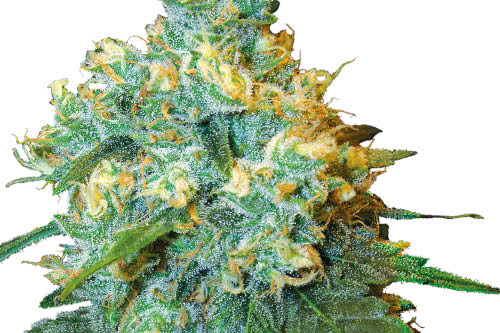 jack herer strain by sensi seeds