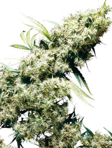 jamaican pearl marijuana strain mold resistant