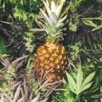 Jared Cox from Mold Resistant Strains