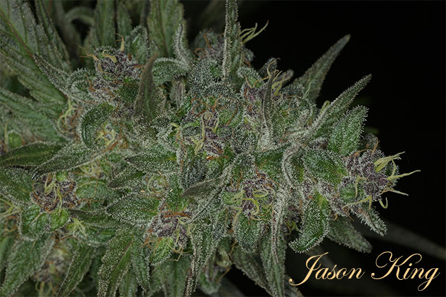 Cannabis Buds picture grown by Jason King Author of the Cannabible