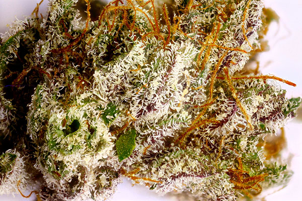 Justin Bieber Kush JB Kush strain