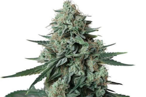 jealousy strain indoor cannabis plant