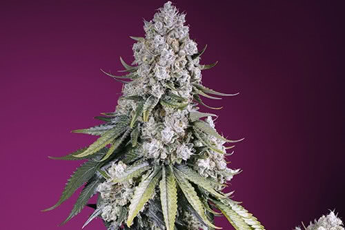 jealousy z xl auto strain plant by sweet seeds