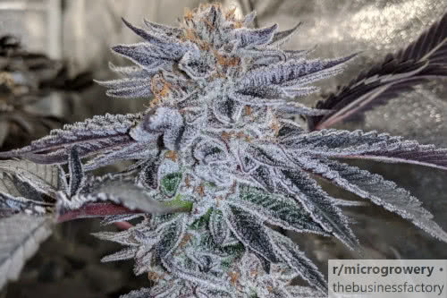 jelly breath s1 strain plant by in house genetics