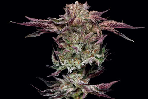 jelly donutz exotic strain weed plant