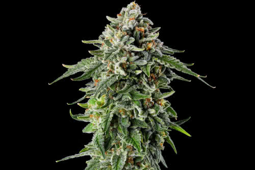 jet puft strain plant by compound genetics