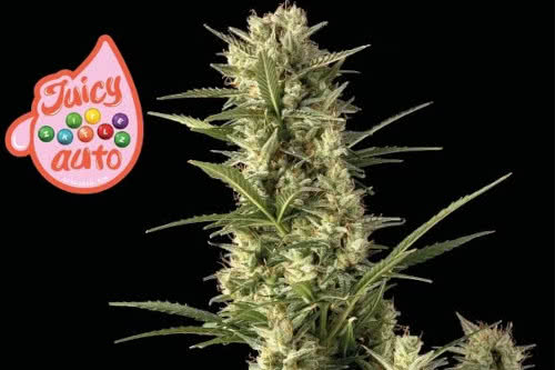 juicy zkittlez auto strain by seedsman