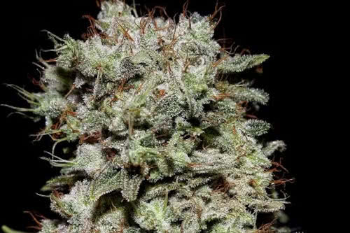 kalashnikova strain by greenhouse seed co