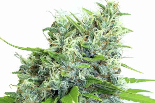 kali bubba by serious seeds