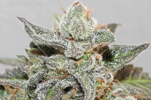 kalidonia strain plant by ace seeds