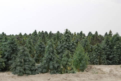 kandahar arghandab landrace strain by landrace warden