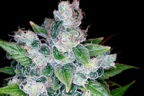 kandy kush strain by dna genetics