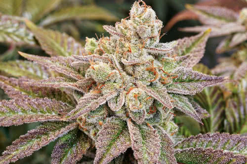 kerosene krash strain plant by dutch passion